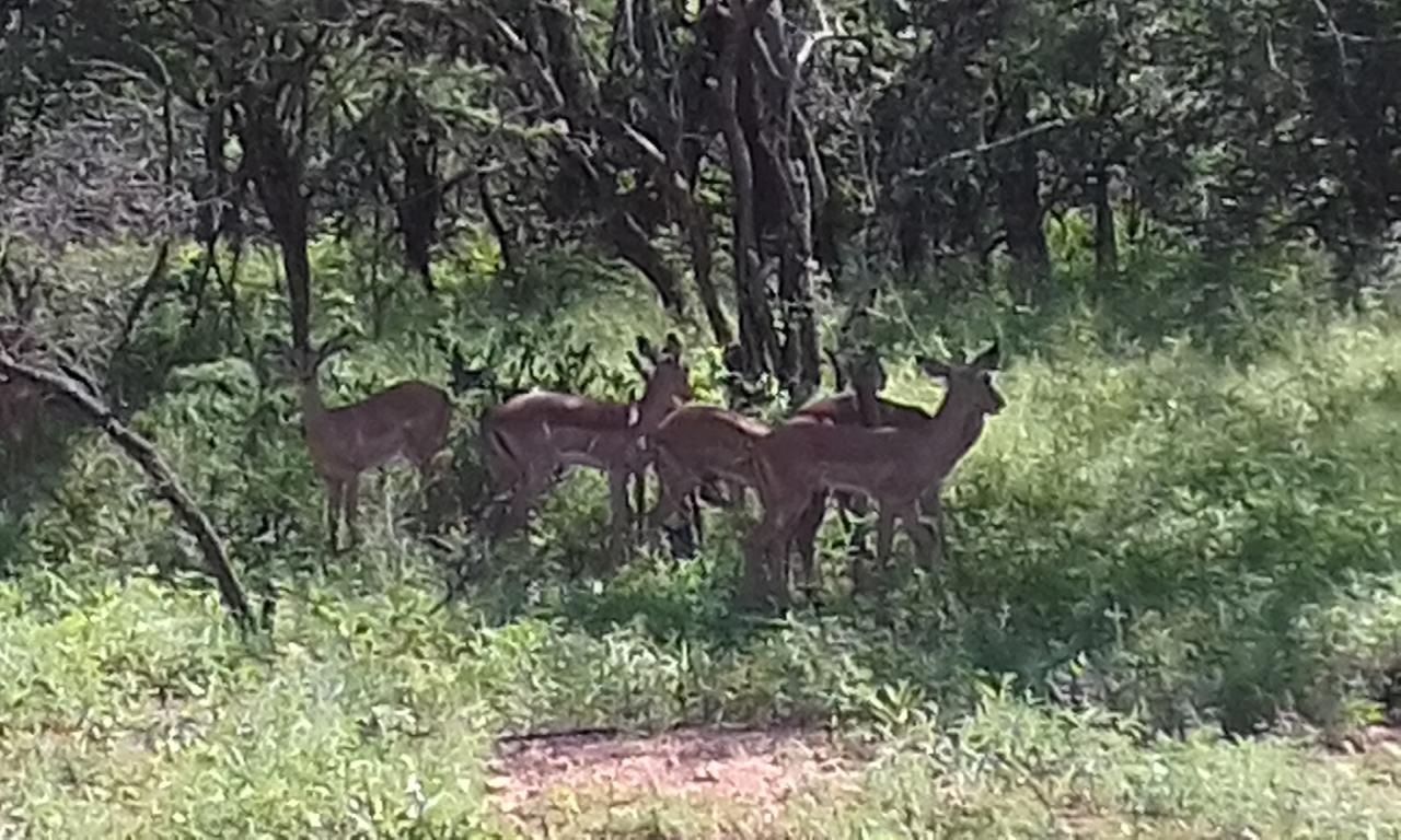 Nanisto Bush Lodge Marloth Park Ngoại thất bức ảnh