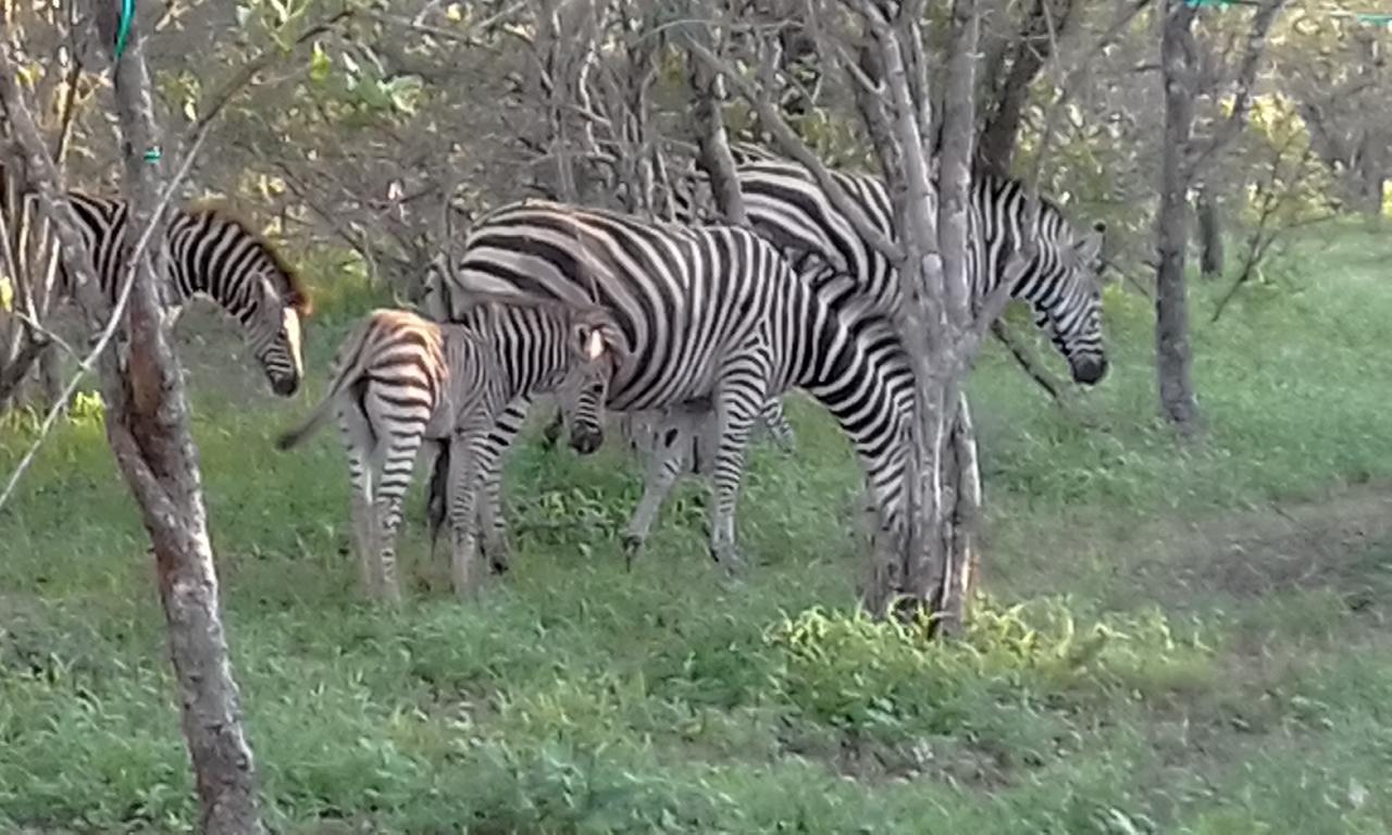 Nanisto Bush Lodge Marloth Park Ngoại thất bức ảnh
