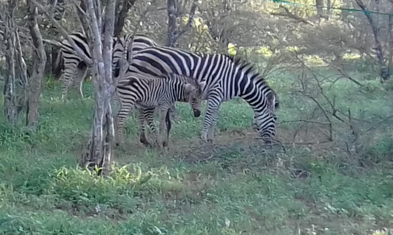 Nanisto Bush Lodge Marloth Park Ngoại thất bức ảnh