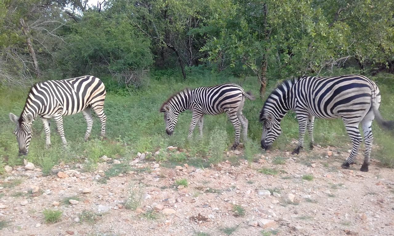 Nanisto Bush Lodge Marloth Park Ngoại thất bức ảnh